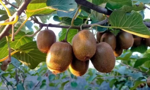 关节性风湿病症状图片-关节性风湿病症状网-分享风湿性的关节炎是什么症状，关节性风湿病症状表现知识库