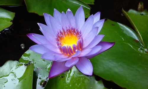 关节性风湿病症状图片-关节性风湿病症状网-分享风湿性的关节炎是什么症状，关节性风湿病症状表现知识库